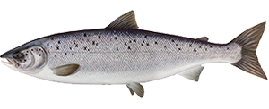 Le Saumon Atlantique